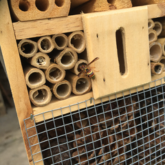 Euodynerus pratensis