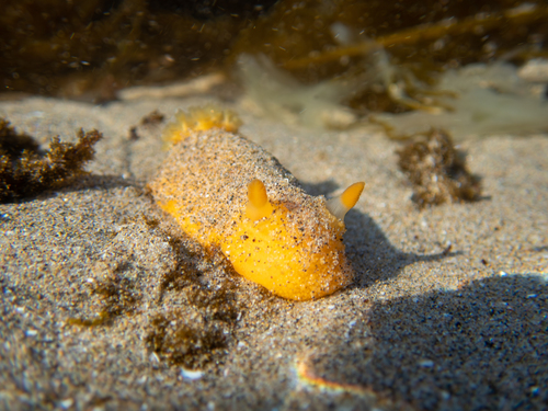 Monterey Dorid, Cannon Beach, photo 10 of 10