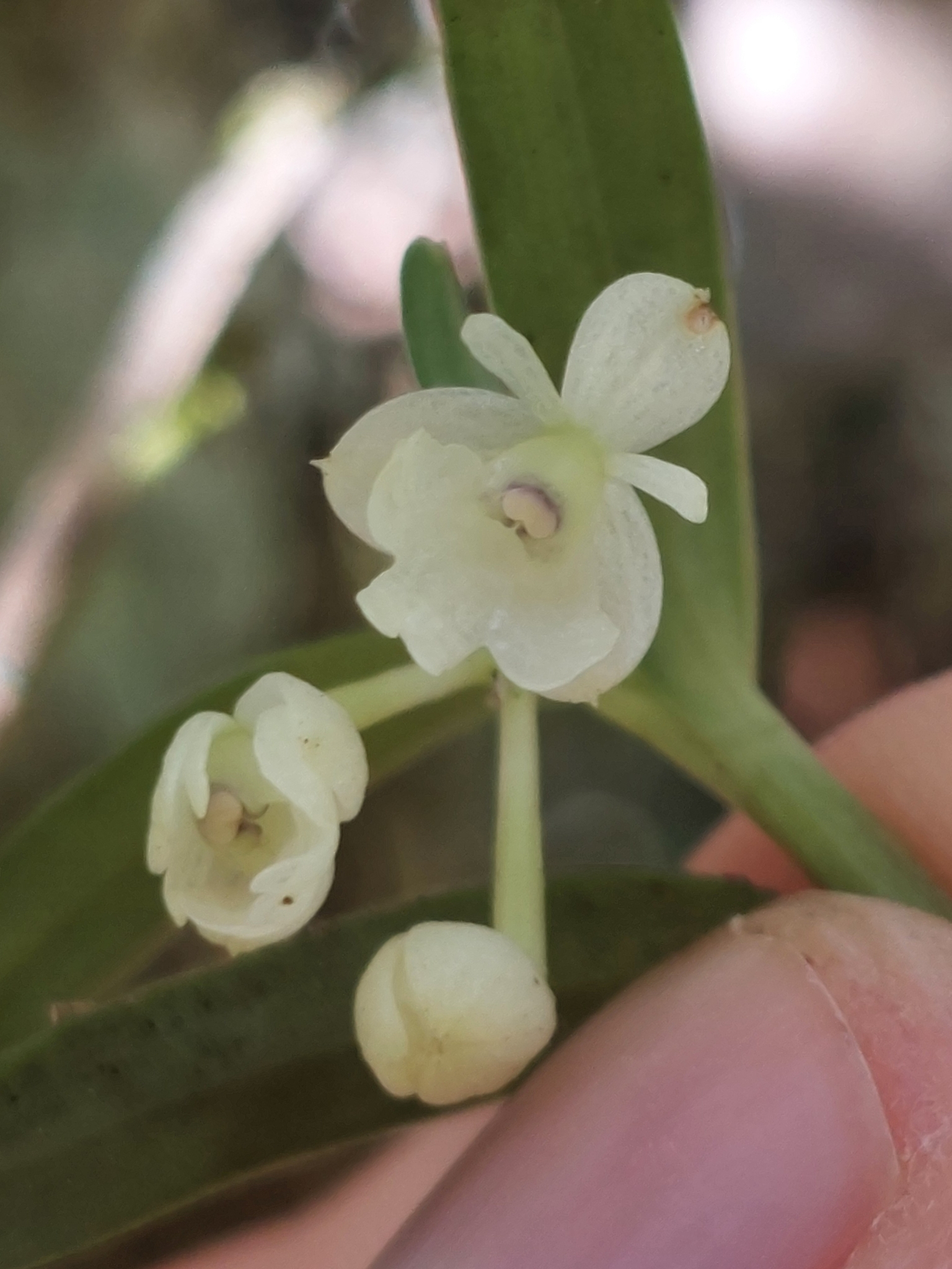 Epidendrum modestissimum F.Lehm. & Kraenzl.