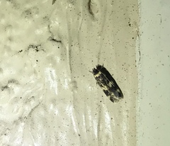 Oegoconia novimundi