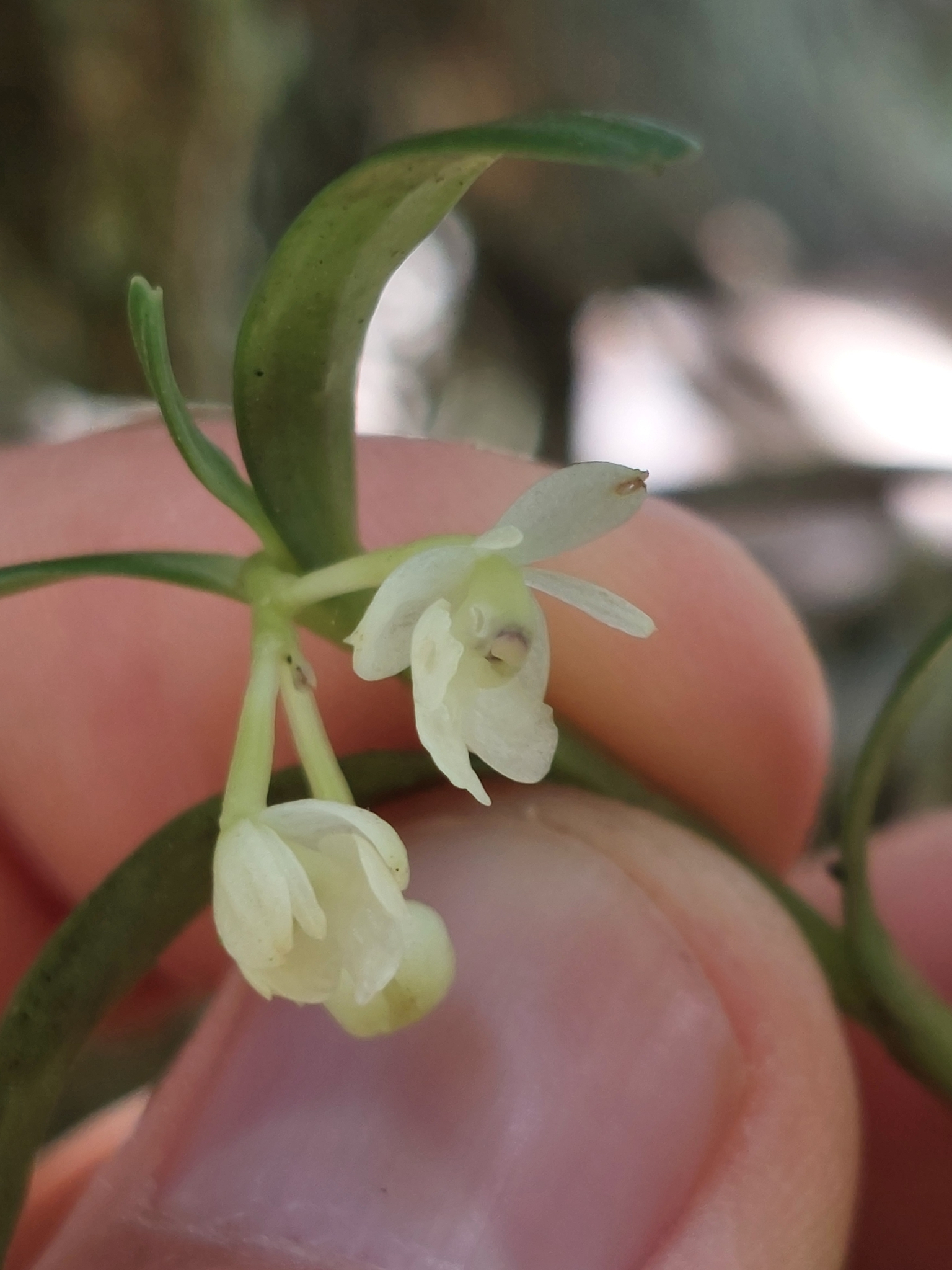 Epidendrum modestissimum F.Lehm. & Kraenzl. 2