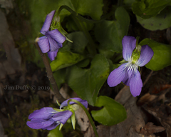 Viola rostrata