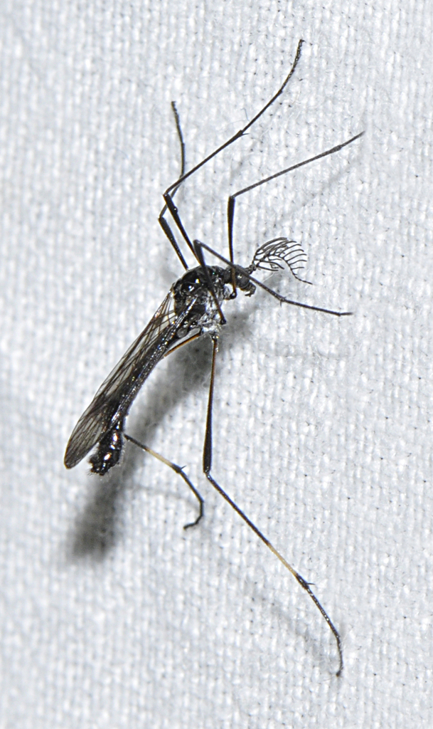 Gynoplistia