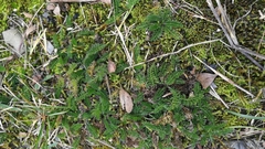 Alchemilla pinnata