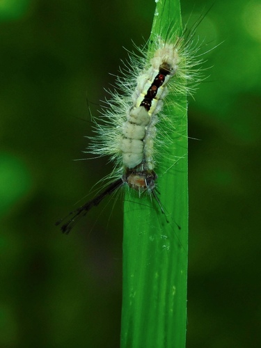 White-marked Tussock Moth photo 5