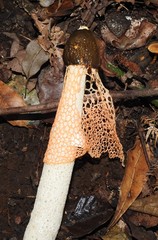 Phallus cinnabarinus