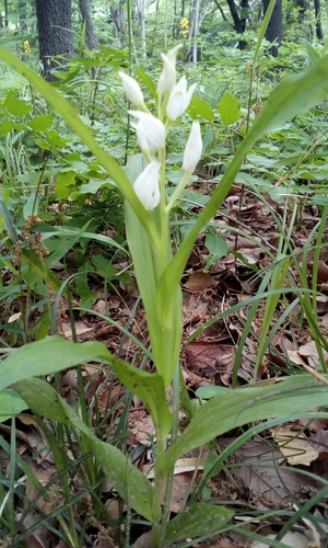 Image of Long-Bract Cephalanthera (Cephalanthera longibracteata) by no rights reserved