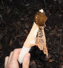 Phallus cinnabarinus