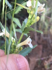 Penstemon deustus