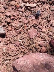 Microschatia inaequalis