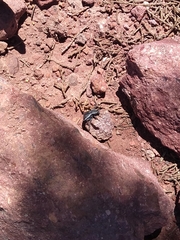 Microschatia inaequalis