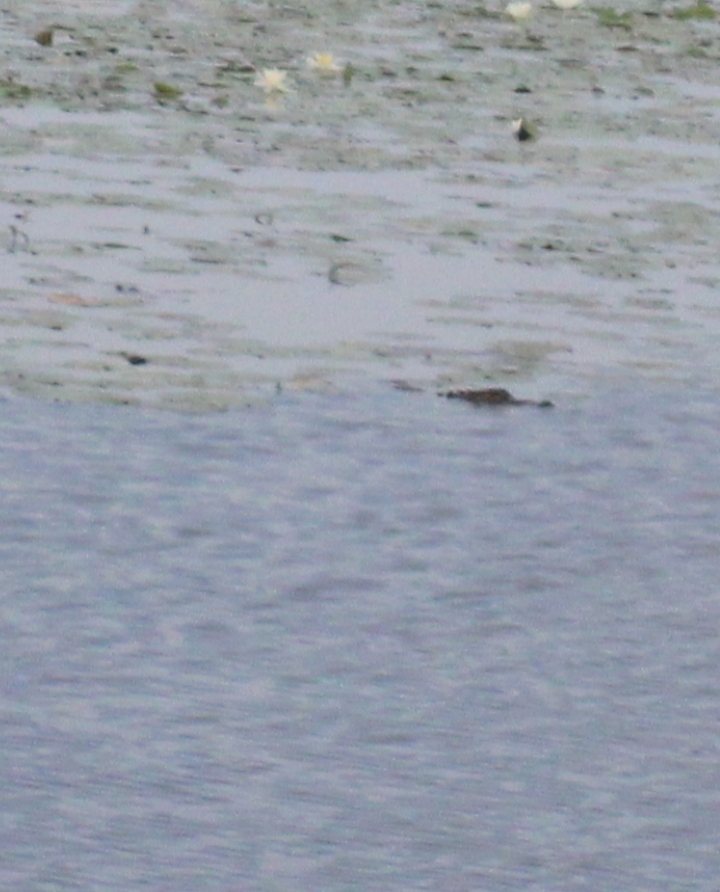 american-alligator-from-brooksville-ms-39739-usa-on-may-5-2024-at-09