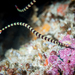 Banded Pipefish - Photo (c) David R, some rights reserved (CC BY-NC), uploaded by David R