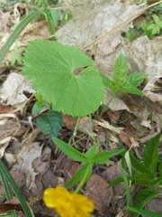 Ranunculus cassubicus