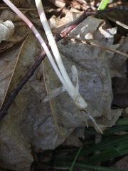 Ranunculus cassubicus