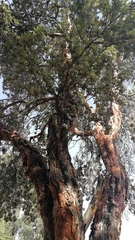 Polylepis besseri