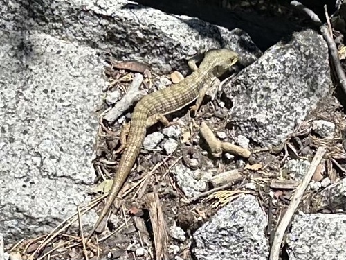 iNaturalist observation photo of California Alligator Lizard