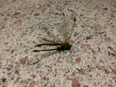 Ascalohybris subjacens