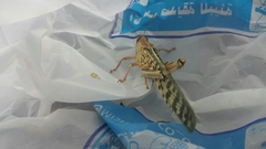 Schistocerca gregaria