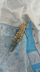 Schistocerca gregaria