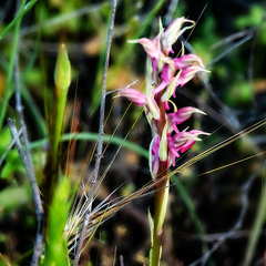Anacamptis sancta