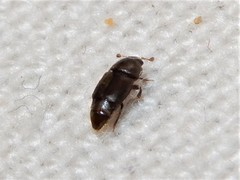Carpophilus