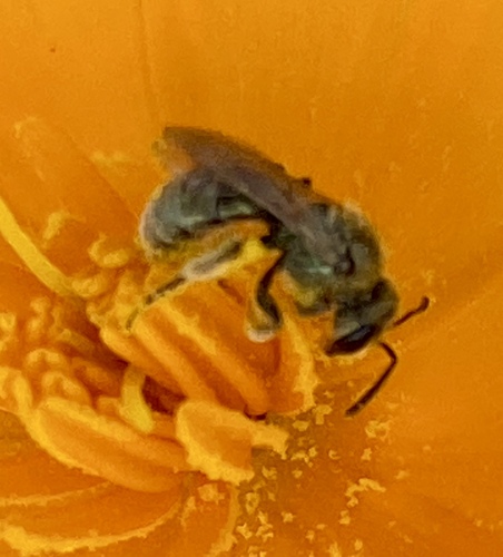 iNaturalist observation photo of Metallic Sweat Bees