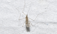 Antocha australiensis