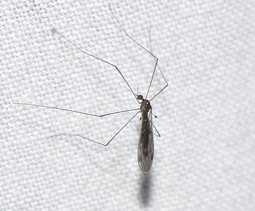 Dicranomyia (Dicranomyia) obscuripennis