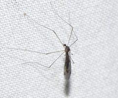 Dicranomyia obscuripennis