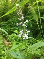 Iodanthus pinnatifidus