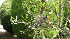 Tillandsia capillaris
