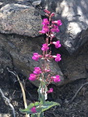 Penstemon clevelandii