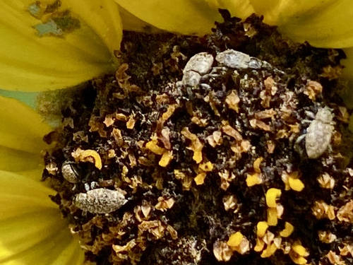 iNaturalist observation photo of Beetles