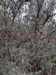 Leptospermum glaucescens