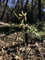 Fritillaria brandegeei