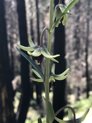Fritillaria brandegeei
