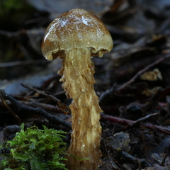 Austroboletus