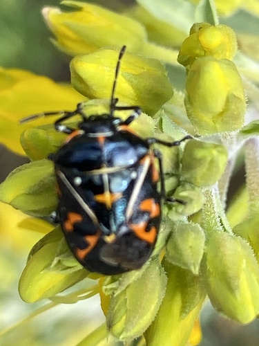 iNaturalist observation photo of Harlequin Bug