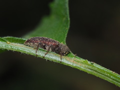 Stenochiini