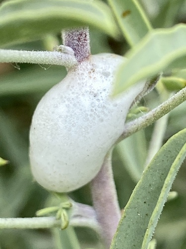 iNaturalist observation photo of Spittlebugs and Froghoppers