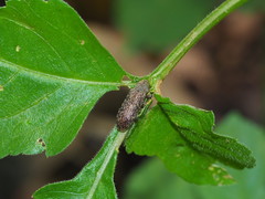 Stenochiini