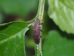 Stenochiini