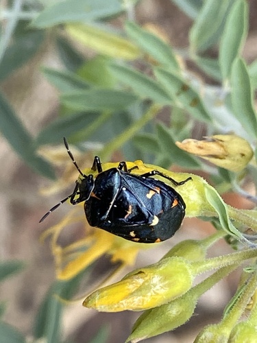 iNaturalist observation photo of Harlequin Bug