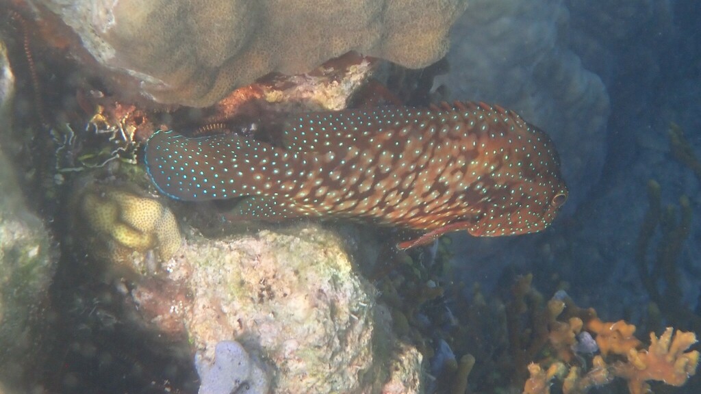 Bluespot Cod