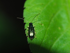 Luperina