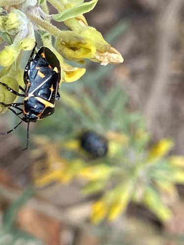 iNaturalist observation photo of Harlequin Bug
