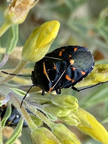 iNaturalist observation photo of Harlequin Bug
