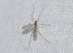 Molophilus pulchripes