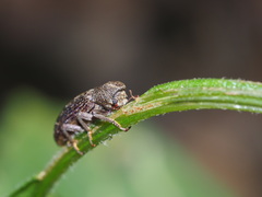 Stenochiini